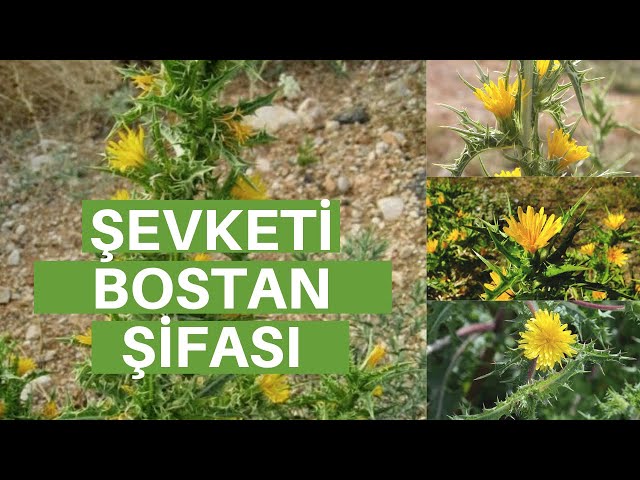 הגיית וידאו של Şifa Niyetine בשנת טורקית
