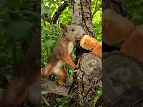 The three hairy kids are all good at opening the lid Part 170