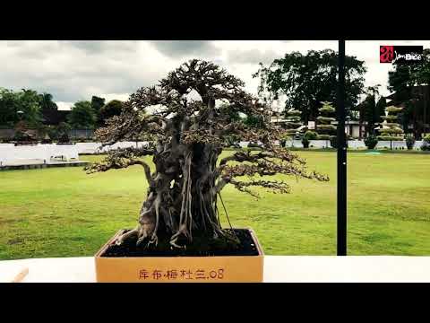 BONSAI BERINGIN KELAS MADYA PAMNAS GIANYAR 2023 | Inspirasi Beringin Akar Sulur