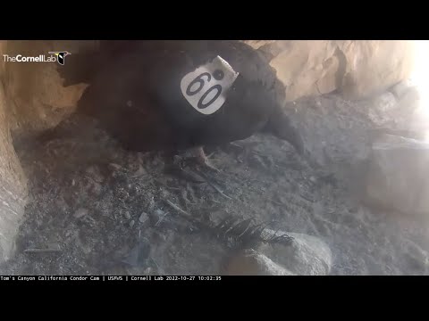 Toms Canyon California Condor Chick Explores The Cave And Plays With Feather – Oct. 27, 2022