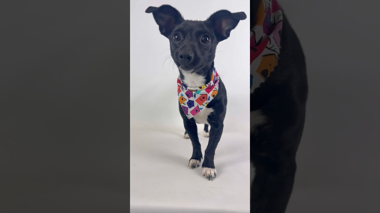 Enlarge Wren, a Adoptable mixed breed in PHOENIX, AZ video 6/6