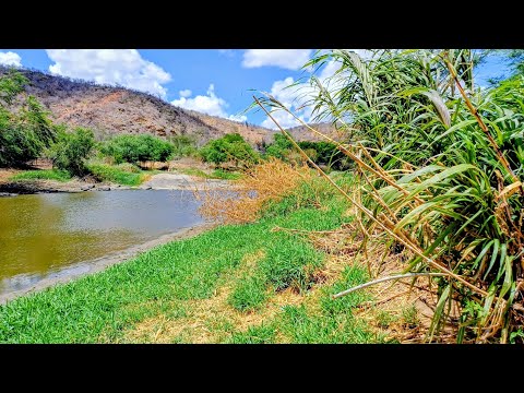 CAPIM DO RIO PARAIBA, A SALVAÇÃO PARA OS  ANIMAIS NA SECA.