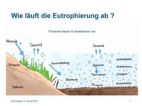 Eutrophierung von Gewässern