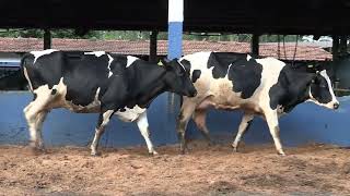 Vídeo 183 - 1ª ETAPA MEGA LIQUIDAÇÃO TOTAL AGROPECUÁRIA MARAJOARA - DIA 4 | GADO GIROLANDO E HOLANDÊS
