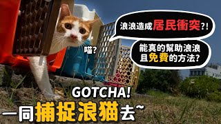 [請益] 如何誘捕流浪貓結紮