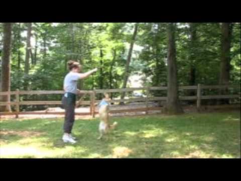 Mary Pat and Jenna's Canine Freestyle