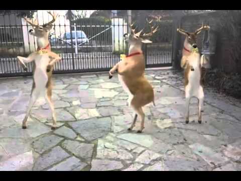 Arrivano le Renne! 🎄🎅