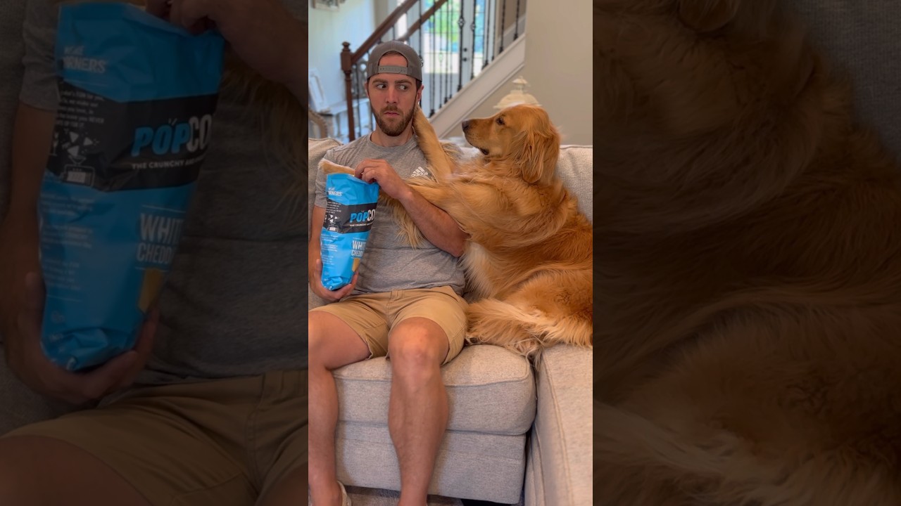 My dog does this everytime I eat!