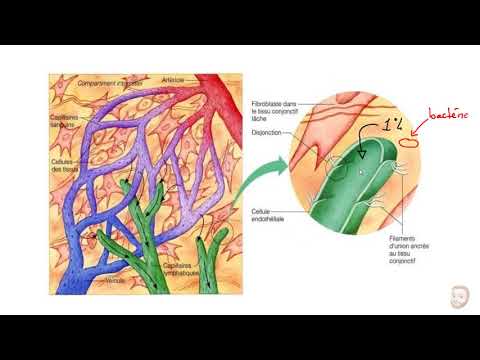 The lymphatic system