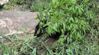 preview picture of video 'Huan Huan - Panda femelle au zoo de Beauval'