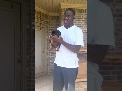 New litter by Sultan Von Haus Mizan & Gypsy Smith 6 weeks old, very nice