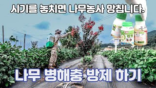 【가을 나무 병해충 방제】 처서 벌레가 많은 시기 | 나무 병충해 관리 하기 