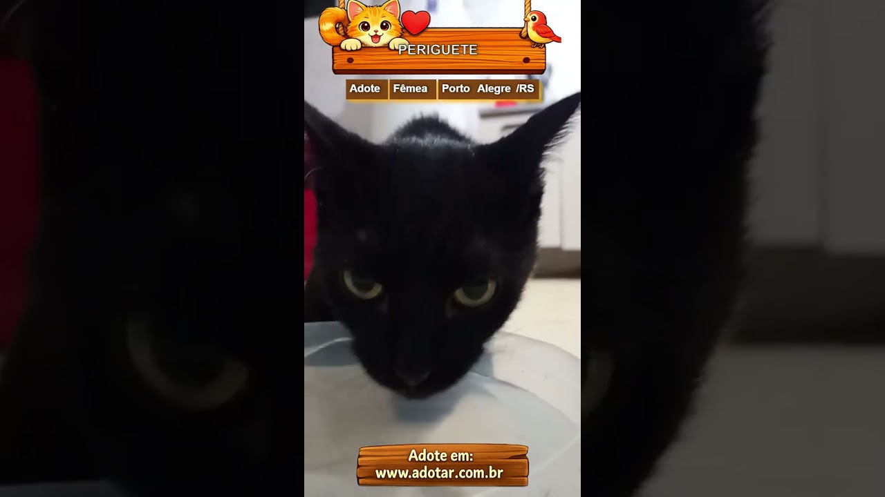 Gato raça SRD-ViraLata idade 2 a 6 meses nome PERIGUETE