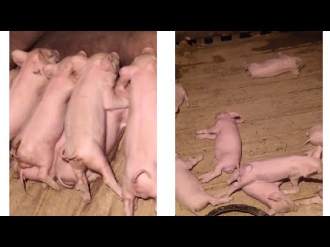 Vawkpui vulh tamtak te hriat loh ! Hriat tur trul si te.