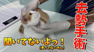 初めての去勢手術に右往左往する家族と5月の猫グッズ購入品紹介 #猫のいる暮らし #子ネコ #ねこ #国際ファミリー #去勢手術 #cat #kitten