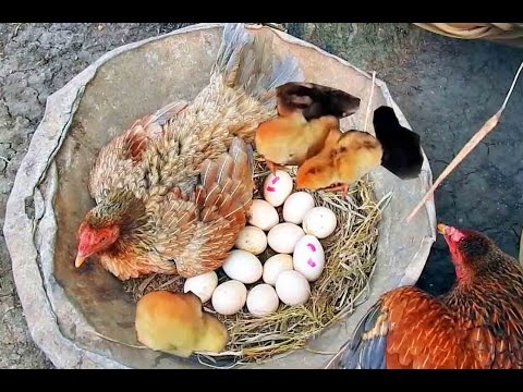 Hen Harvesting Eggs to Chicks - Chicken country eggs to born new chicks # Fish Cutting
