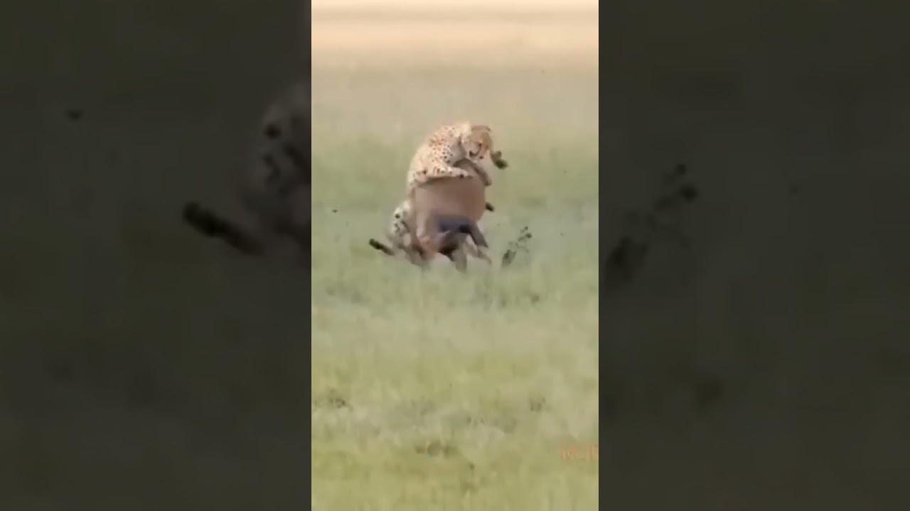 pet animal tiger #shorts #viral #shortvideo #trending