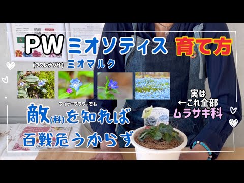 沼地の忘れな草 植物