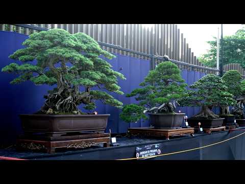 WBFF Bonsai Exhibition, Indonesia
