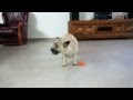 Cairn Terrier eats a carrot 