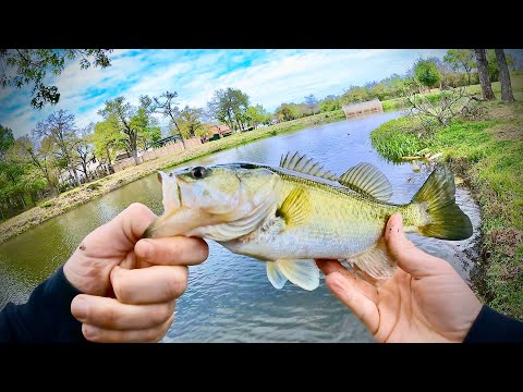 Largemouth Bass Can't Resist This Rigged Live Worm Method!