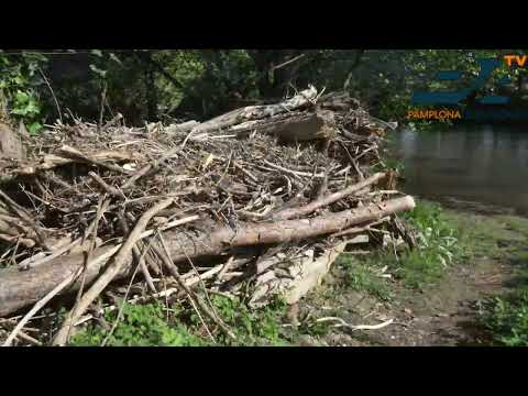 [VIDEO] Limpieza de residuos y restos vegetales acumulados en el cauce del Arga