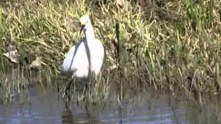 Unfitting Animals: Snowy Egret