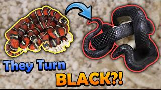 Baby Black Milksnakes Hatching (They Change Colors!)