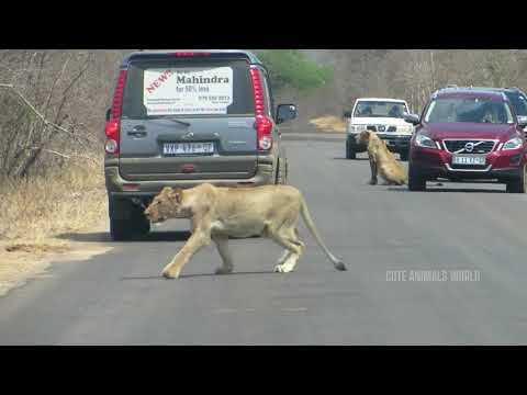 Lion Kingdom #The Strongest LION PRIDE in Luangwa Valley