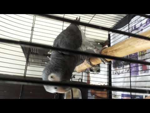 JAKO(KASKO)PAPAĞANIM