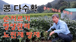 콩 다수확 비결! 순지르기,영양관리,노린재방재 알려드립니다