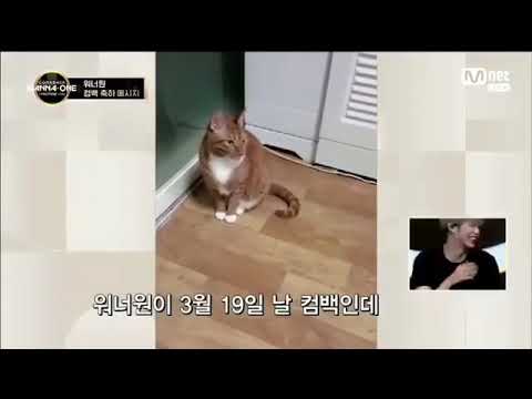 Rooney and Wink's Peter [ Wanna One comeback I.P.U ]