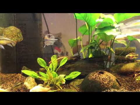 Pur Pur Pracht Bundbarsche mit Blauen Kongosalmler