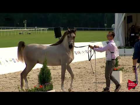 N.31 ERMITAGE - Polish Nationals 2018 - Yearling Colts (Class 4)