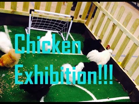 馬三去看雞展! (MatSan Goes to Chicken Exhibition!)