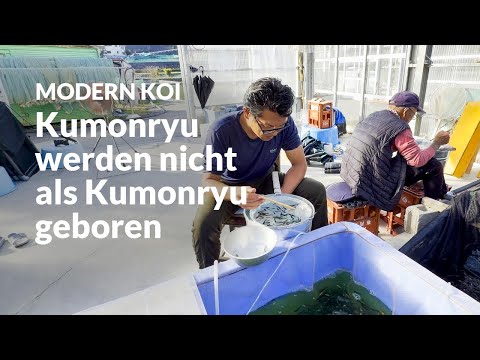 Die 1. Selektion Karashi Kumonryu | Modern Koi Blog Japan #7777