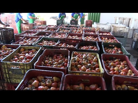 Em Alagoinha do Piauí, produtores apostam em cajus em período chuvoso 28 01 2023