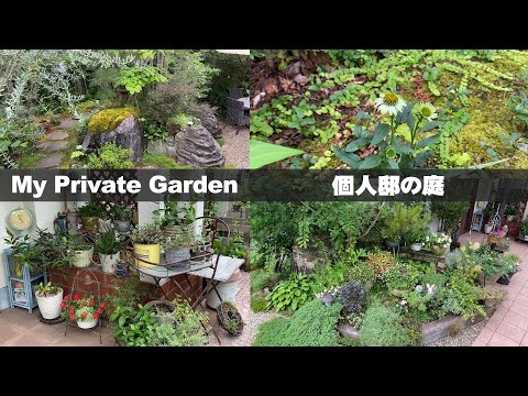 サンシュユの収穫: 3 つの賢いヒント 植物