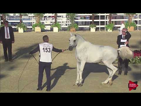 N.153 SAFIR UMM ALUDHAM - 2019 Qatar Int. Peninsula show - Stallions 4 to 10 years old (Class 10)
