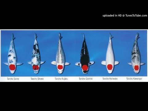 Maurizio Braccagni   -  Bass Solution