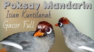 Download lagu Poksay Mandarin paling Cerewet , Isian Kuntilanak & Gacor Full, Paling cocok buat pancingan pikat. mp3