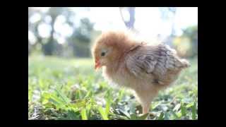 Keep On the Sunny Side of Life - Ashley Taylor and Daniela Childers