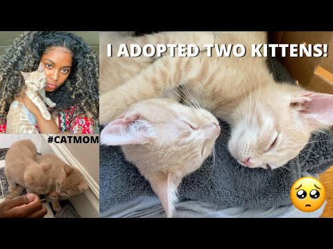 I ADOPTED TWO KITTENS!! Vlog | Caché Bisasor