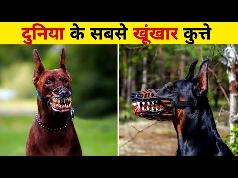 दुनिया के सबसे खतरनाक कुत्ते |Most Dangerous Dogs in the World