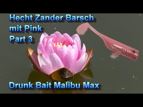 Drunk Bait Malibu Max : Hecht Zander Barsch mit Pink Part 3