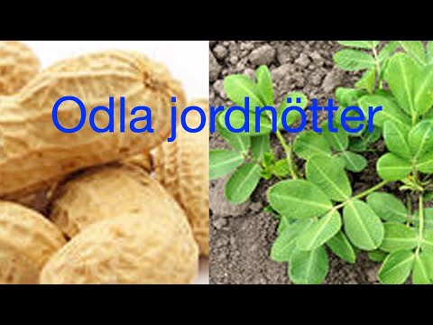 Odla jordnötter del 2 / grow peanuts from seed part 2