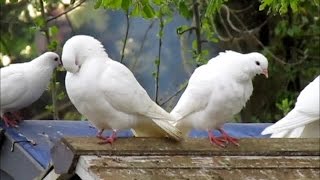 White Doves at Jane&#39;s Enchanted Tea Garden, Mill Lane, Kirtlington, Oxfordshire.