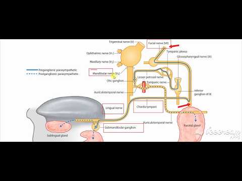 Submandibular salivary gland nerve supply 2