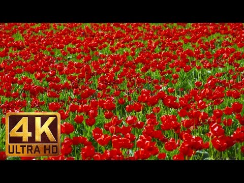 4K Tulip Flowers - 2 HOURS Nature Relax Video - Skagit Valley Tulip Festival, WA State - Episode 3