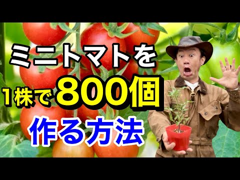 1つの植物からたくさんのトマトを収穫する方法